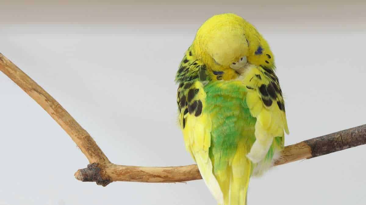 Muhabbet Kuşları Neden Aniden Ölür
