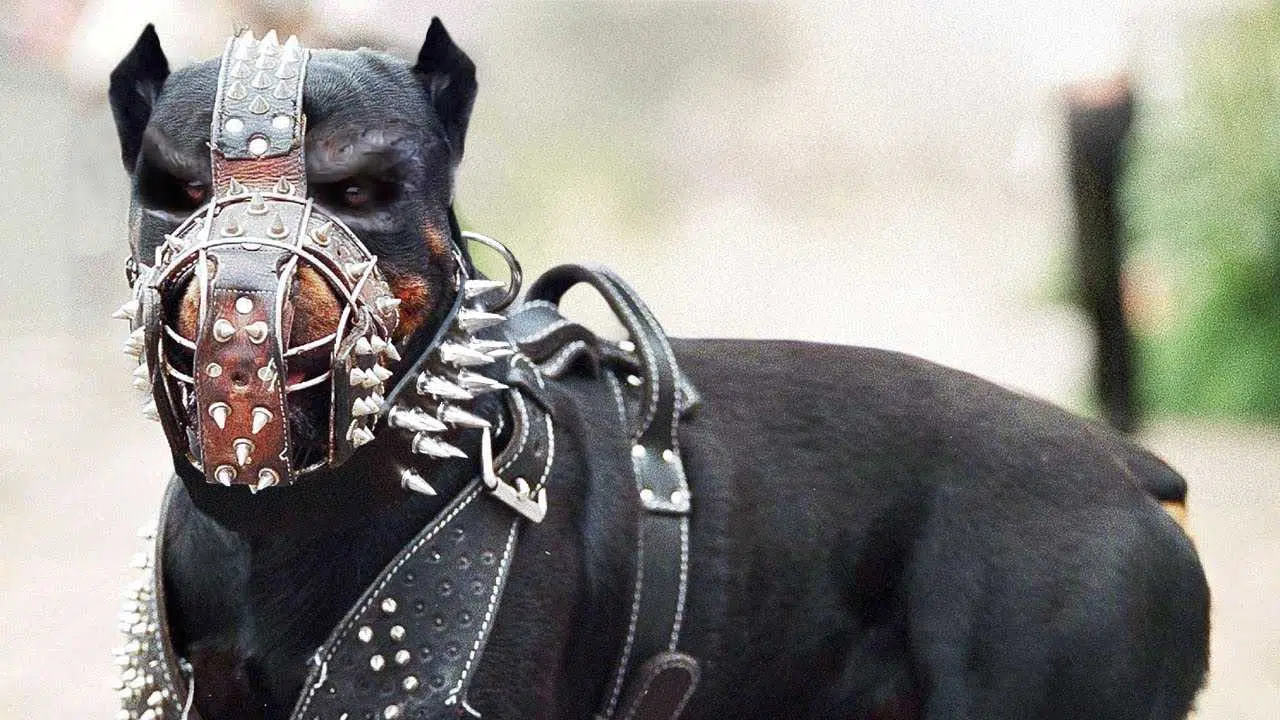 yasaklanan köpek ırkları