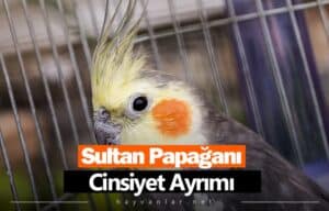 Sultan Papağanı Cinsiyet Ayrımı