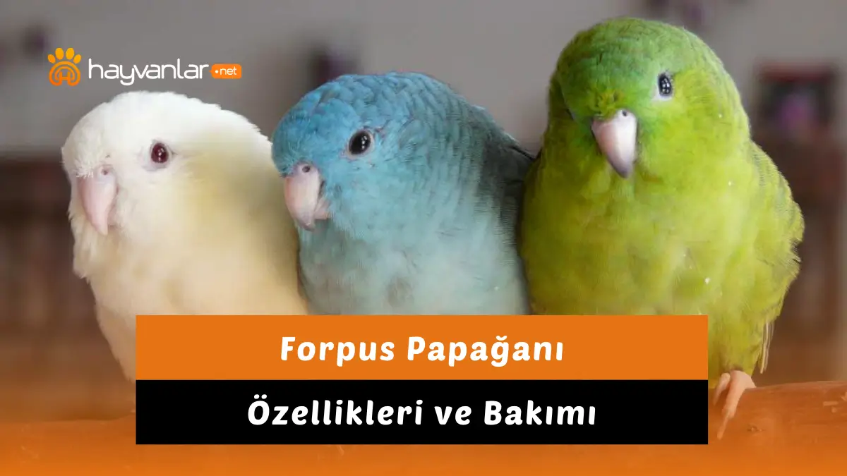 Forpus papağanı