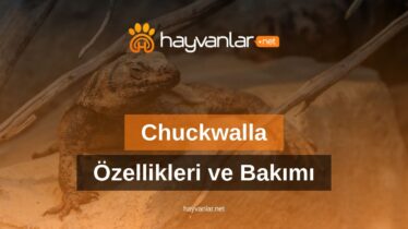 Chuckwalla Özellikleri ve Bakımı