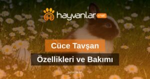 Cüce Tavşan Özellikleri ve Bakımı