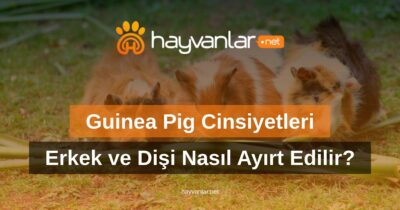 Guinea Pig Cinsiyetleri: Erkek ve Dişi Nasıl Ayırt Edilir?