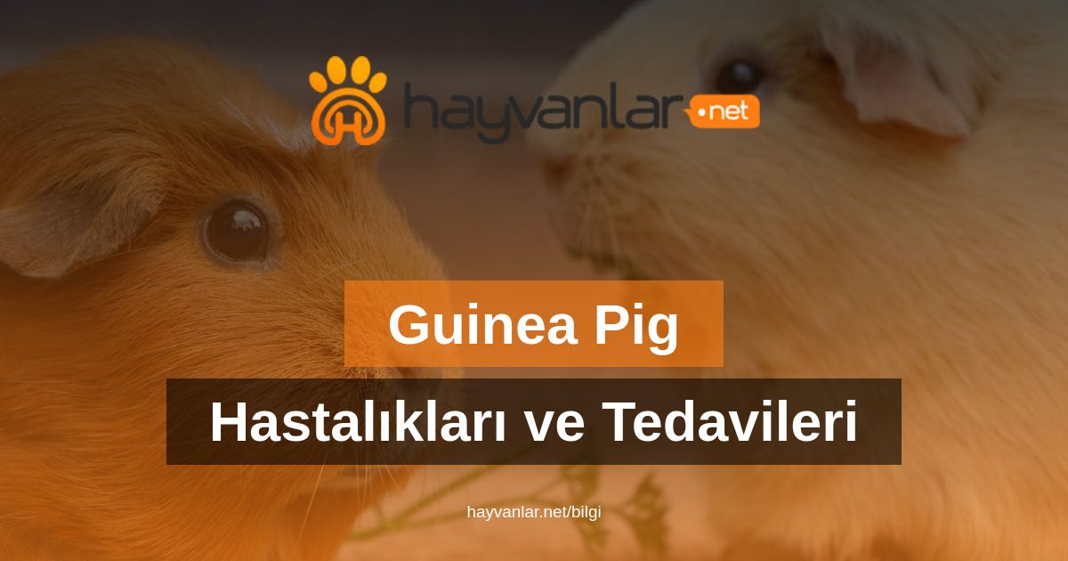 Guinea Piglerde Görülen Hastalıklar Ve Tedavileri