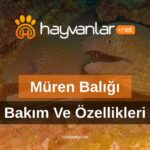 Müren Balığı Bakım Ve Özellikleri