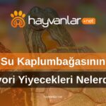 Su Kaplumbağasının Favori Yiyecekleri Nelerdir?