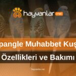 Spangle Muhabbet Kuşu Özellikleri ve Bakımı