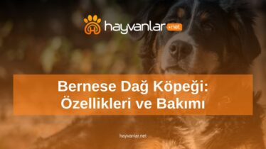 Bernese Dağ Köpeği: Özellikleri ve Bakımı