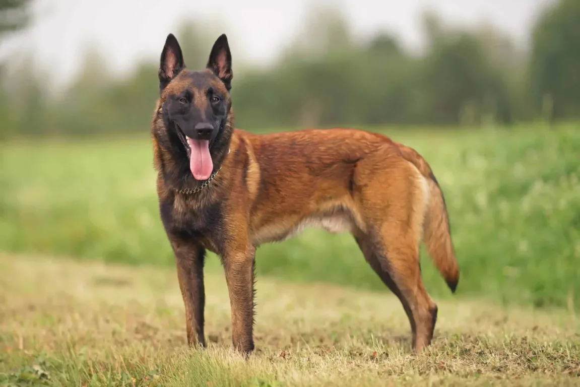 Belçika Malinois Köpeği