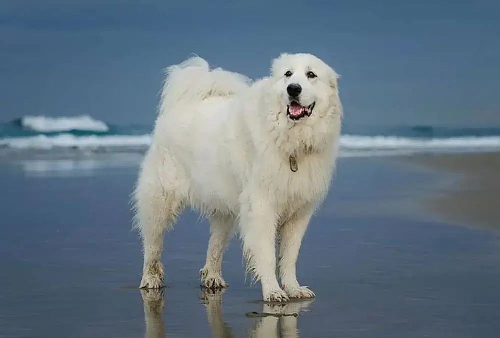 Pyrenees Çoban Köpeği
