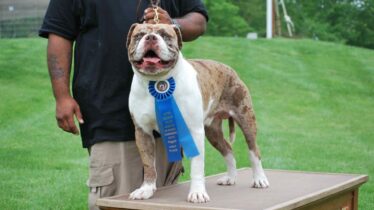 alapaha-blue-blood-bulldog