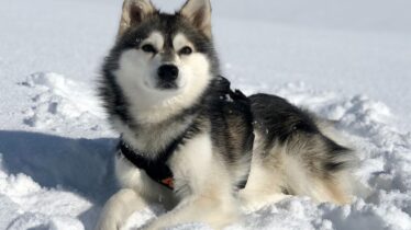 alaska-klee-kai