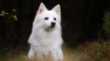 amerikan-eskimo-kopegi