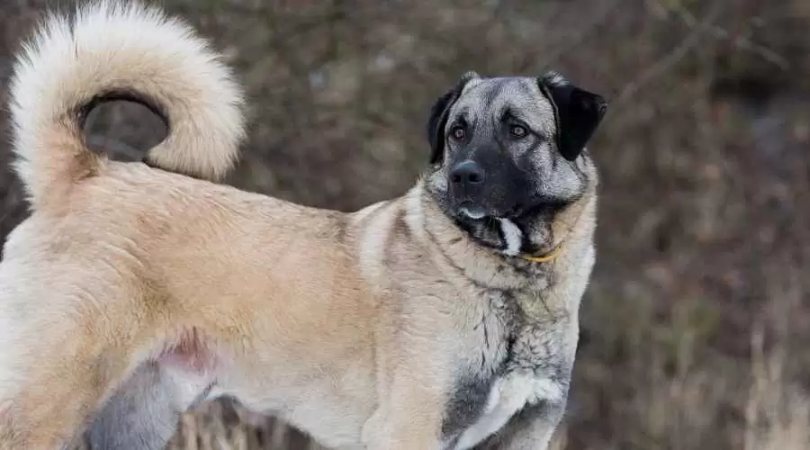 Anadolu Çoban Köpeği