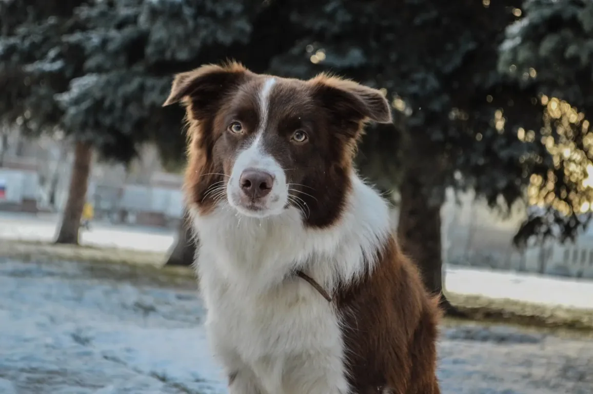 border collie