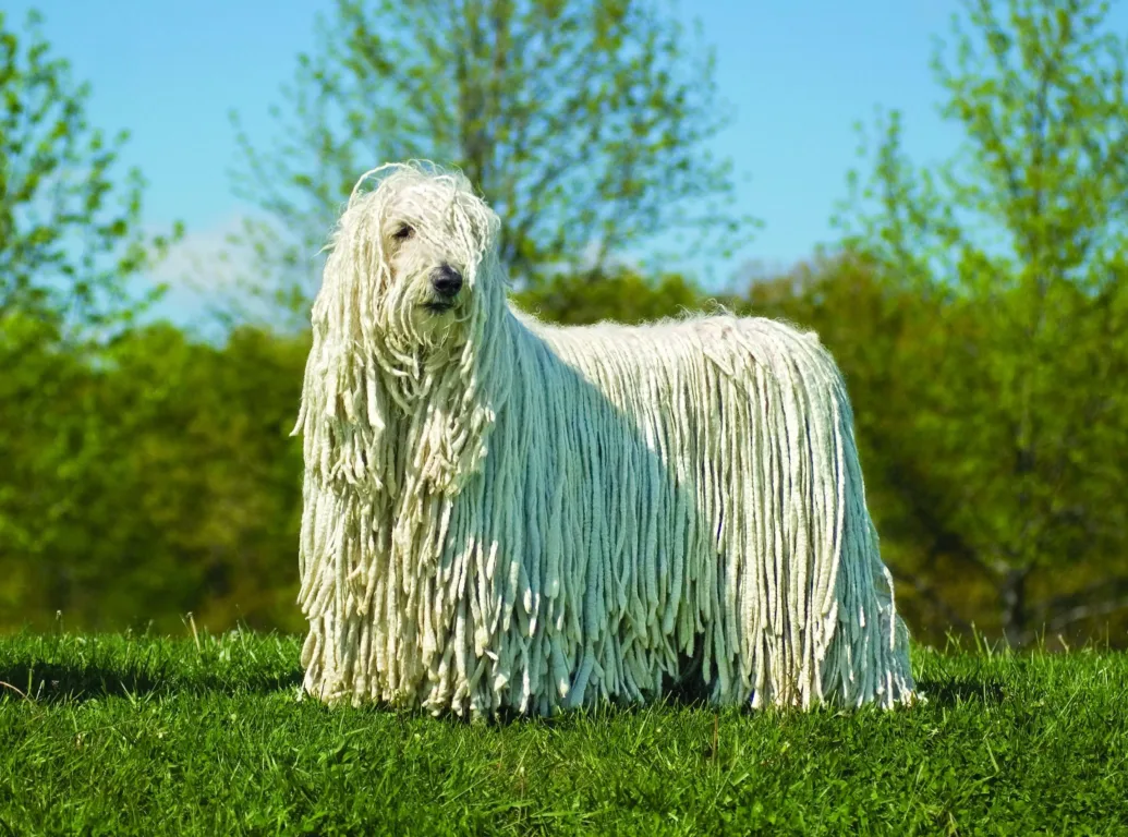 Macar Çoban Köpeği (Komondor)