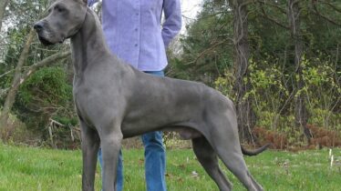 buyuk-dane