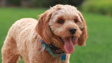 cavapoo