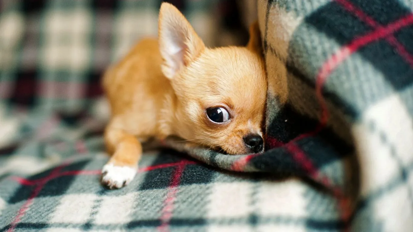 Chihuahua