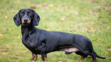 dakhund