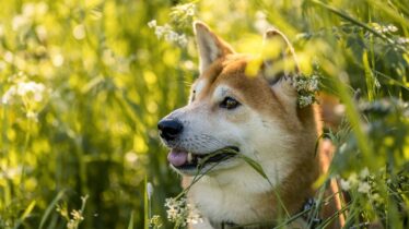shiba-inu