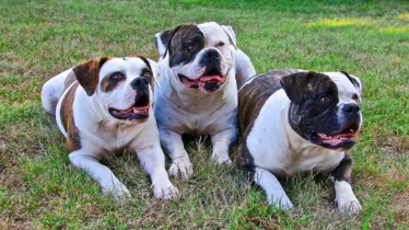 american-bulldog