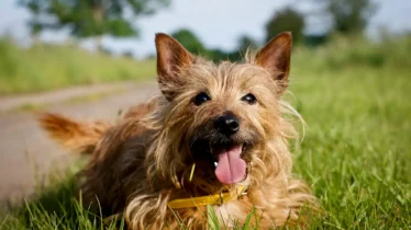 australian-terrier
