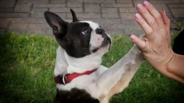 boston-terrier