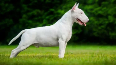 bull-terrier