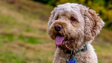 cockapoo
