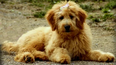 goldendoodle