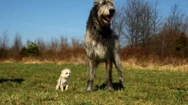 irish-wolfhound