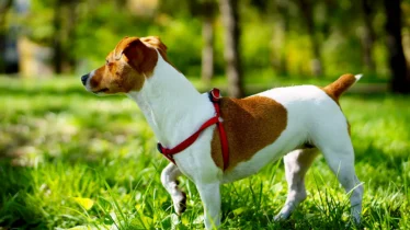 jack-russell-terrier