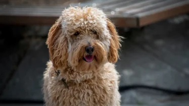 labradoodle