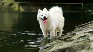 samoyed