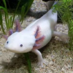 axolotl