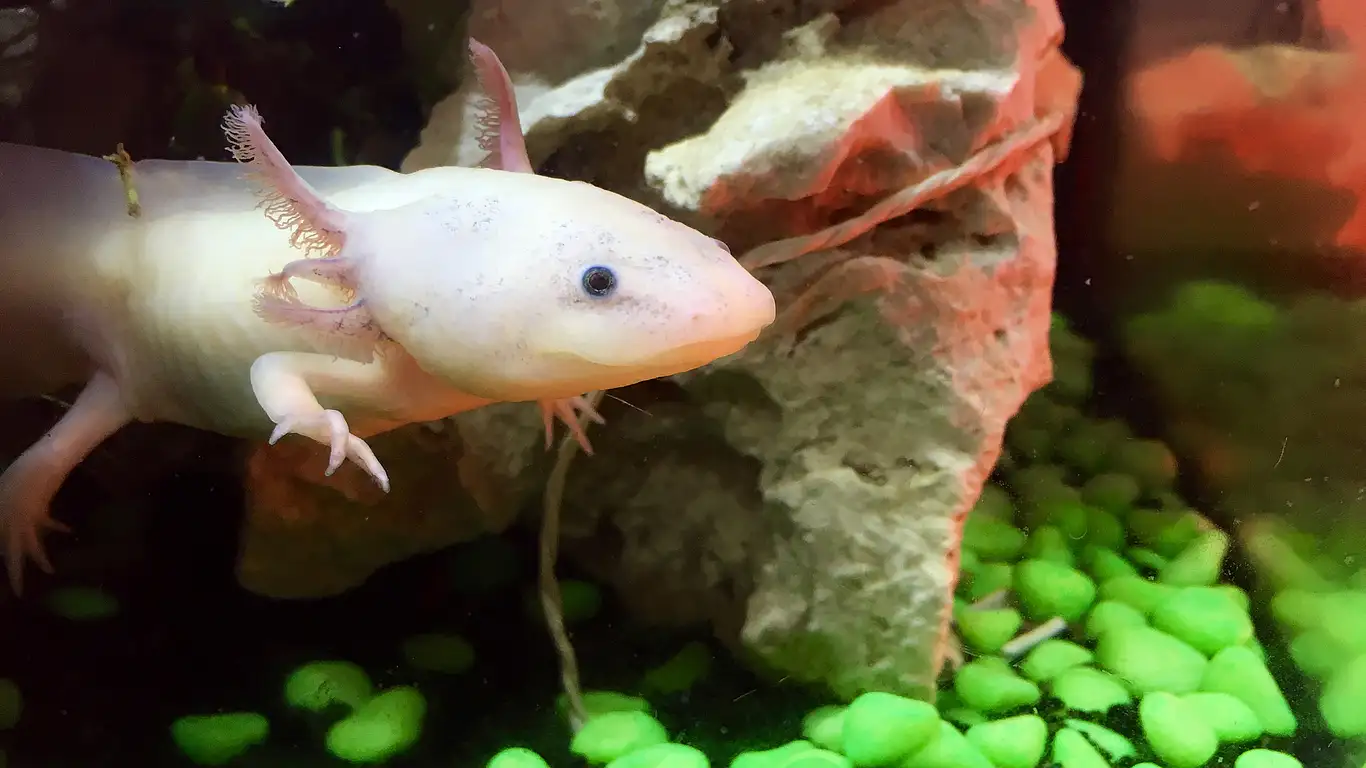 axolotl