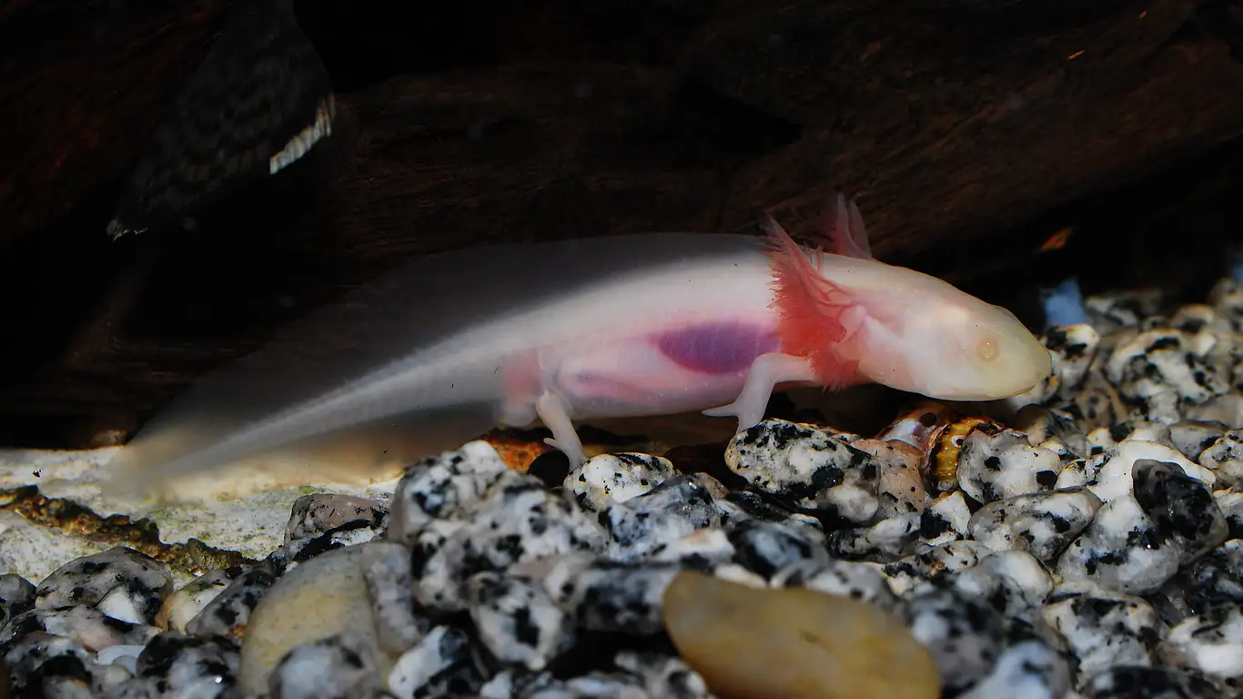 axolotl