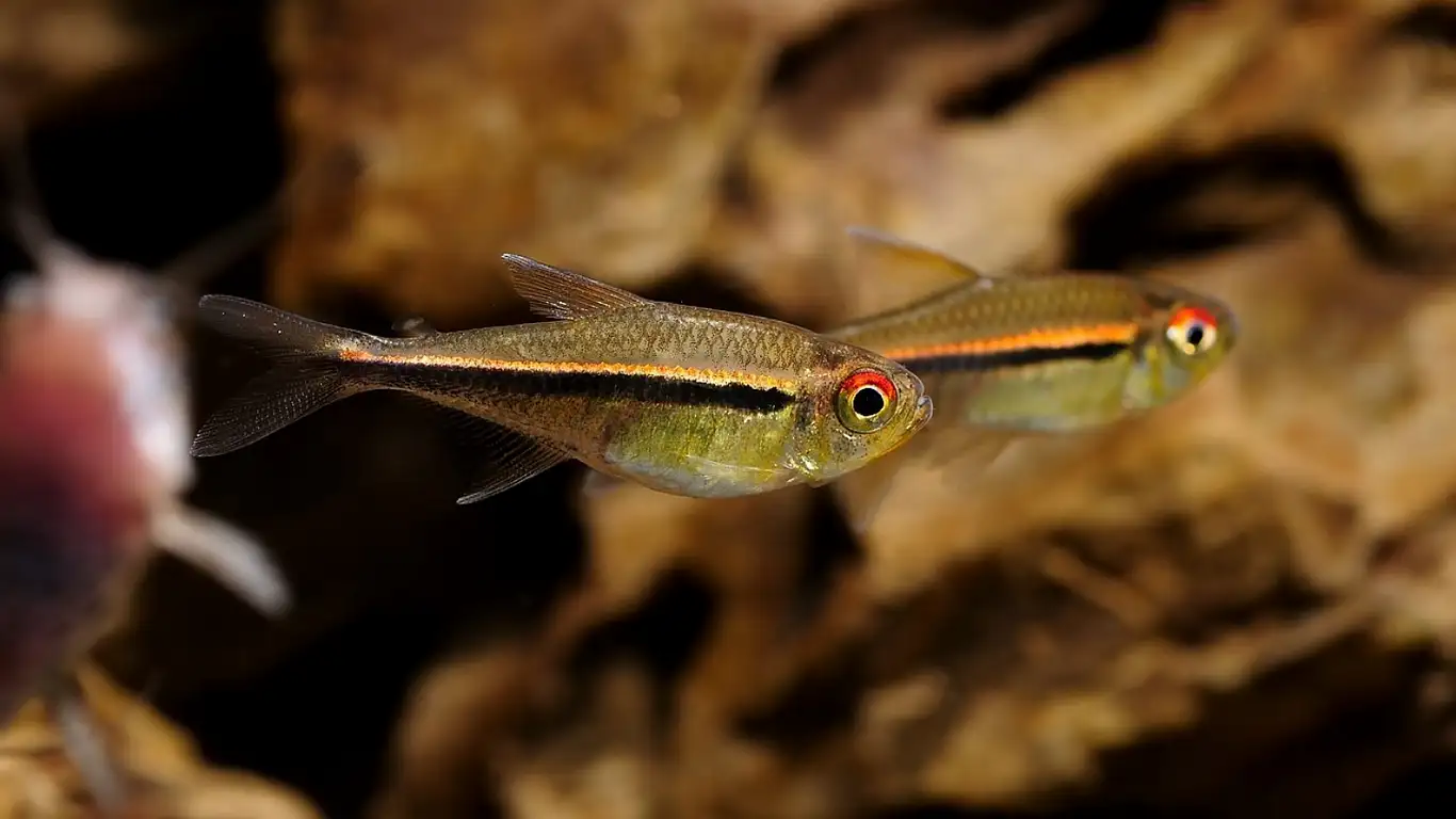 bayrakli-neon-tetra