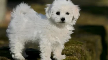 bichon-bolognese