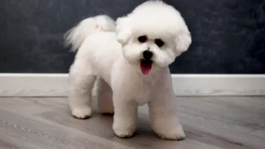 bichon-frise