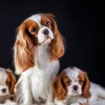 cavalier-king-charles-spaniel