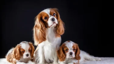 cavalier-king-charles-spaniel