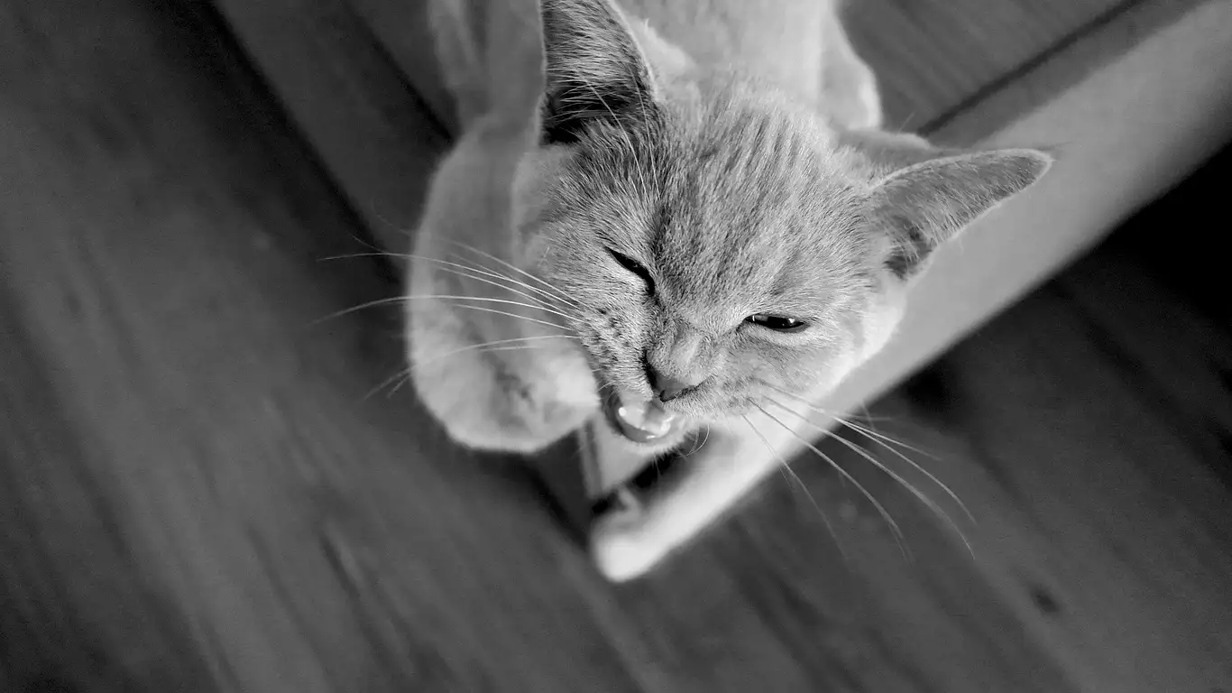 kedi-kizginlik