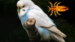 muhabbet-kusu-parazit