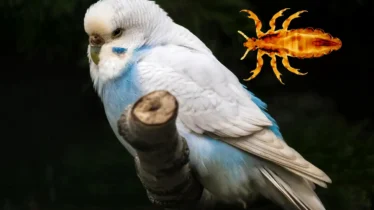 muhabbet-kusu-parazit