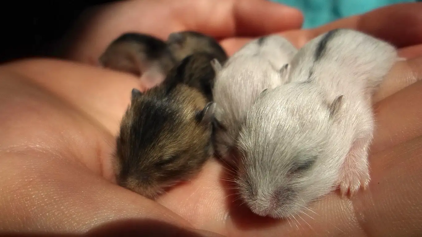 yavru-hamster
