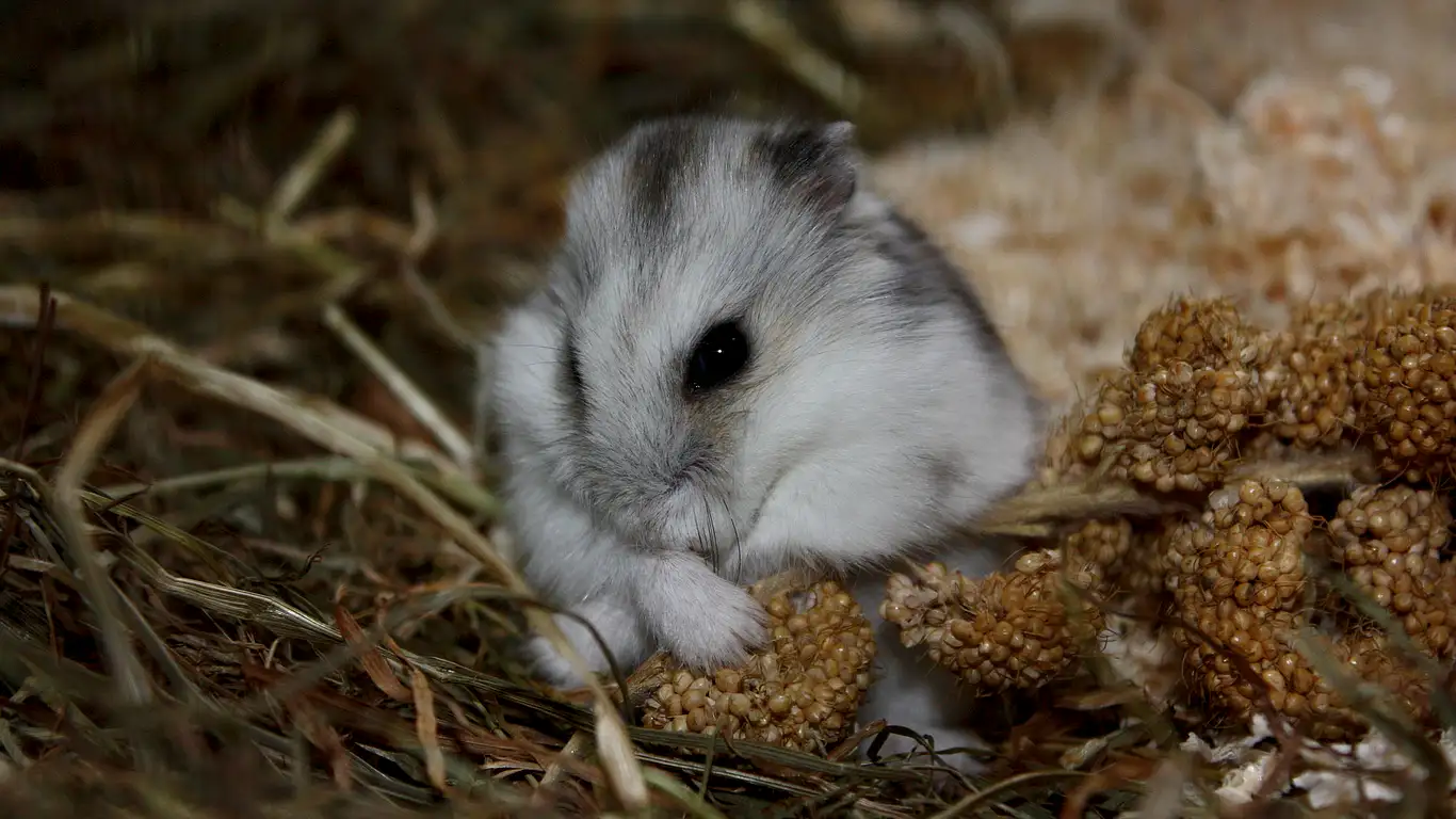 yavru-hamster