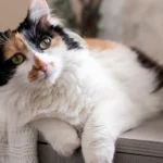 calico