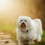 havanese
